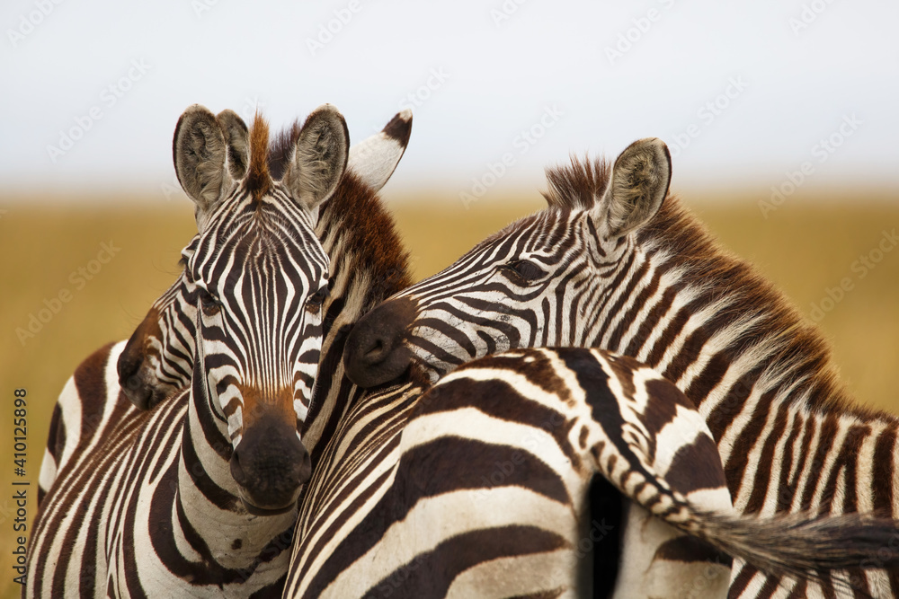 Naklejka premium Zebra portrait in the migration season in the Masai Mara National Park in Kenya