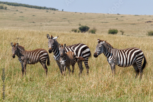 Zebra on there way to the river before crossing the Mara River in the migration season in the Masai Mara National Park in Kenya