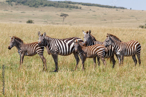 Zebra on there way to the river before crossing the Mara River in the migration season in the Masai Mara National Park in Kenya