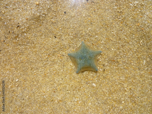 a starfish photographed over the crystal clear water of the Abel Tasman National Park from a hiking trail, Nelson, Tasman region, South Island, New Zealand, February