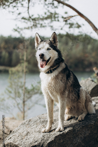 husky on the beach