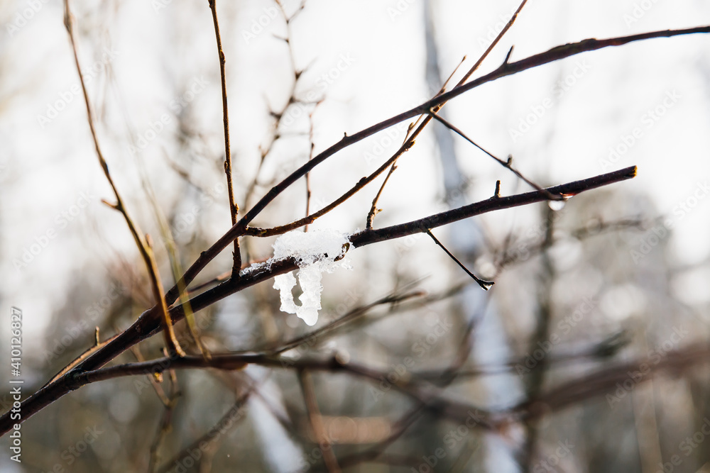 Spring concept. Snow melts, icicle on a tree branch, close-up. Spring concept. Snow melts, icicle on a tree branch, close-up.