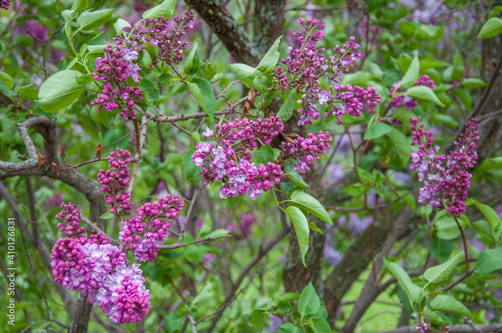 Fairy lilac tree blossom in spring time. Green and violet background Fairy lilac tree blossom in spring time. Green and violet background