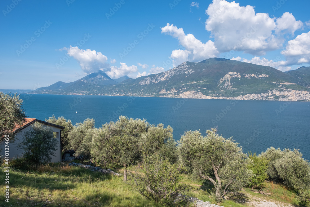 Fototapeta premium Olivenhain bei Campo am Gardasee
