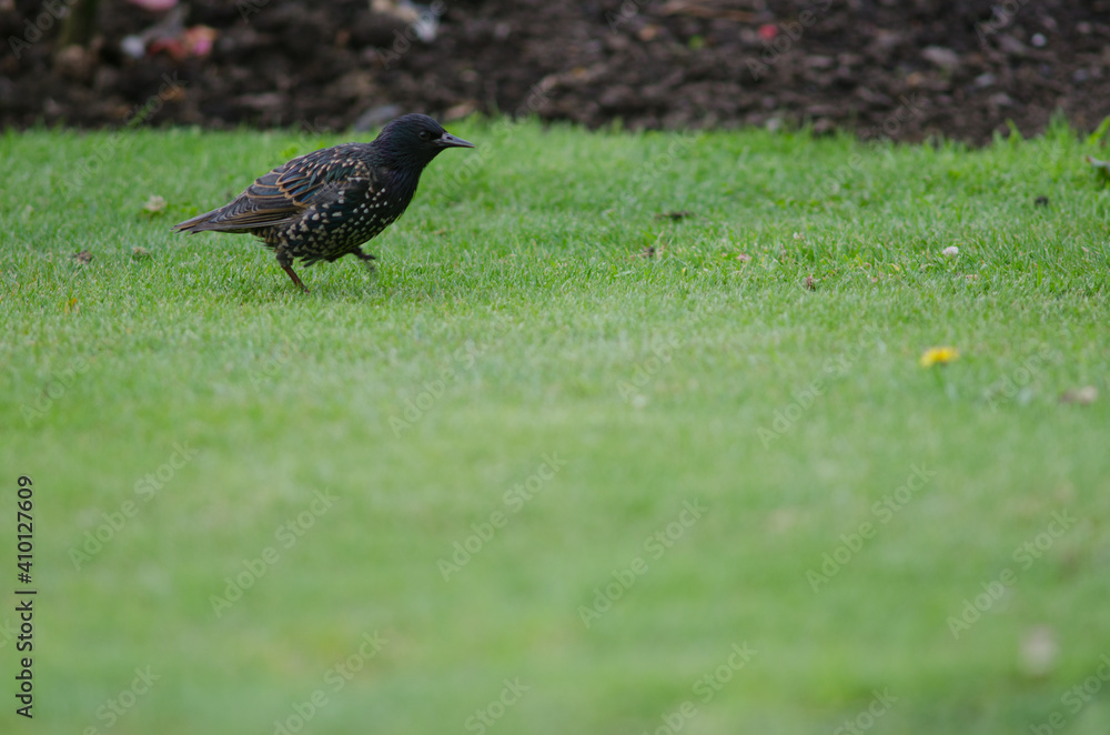 Common starling Sturnus vulgaris. Queens park. Invercagill. South Island. New Zealand. Common starling Sturnus vulgaris. Queens park. Invercagill. South Island. New Zealand.