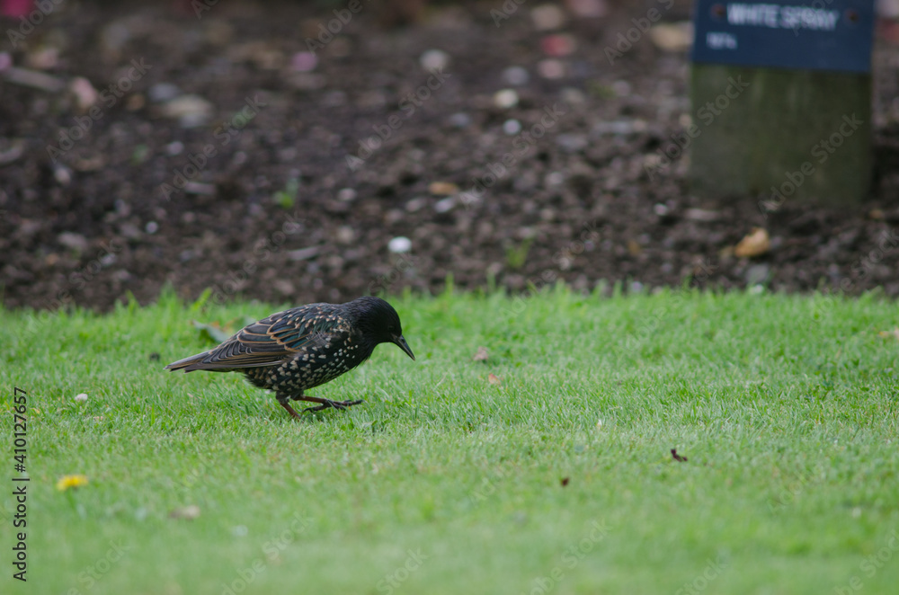 Fototapeta premium Common starling Sturnus vulgaris searching for food. Queens park. Invercagill. South Island. New Zealand.