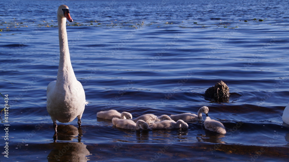 Fototapeta premium swan family