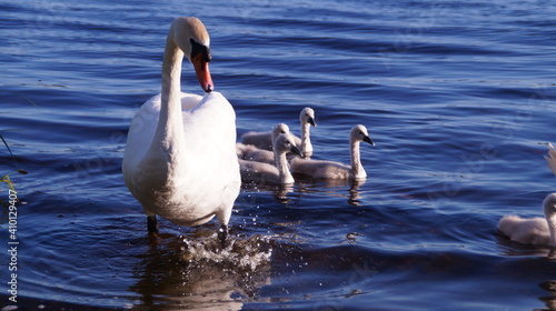 Wallpaper Mural swan family Torontodigital.ca