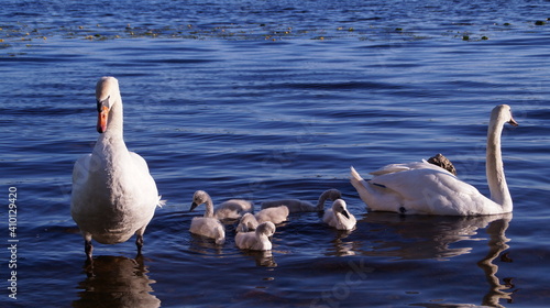 Wallpaper Mural swan family Torontodigital.ca