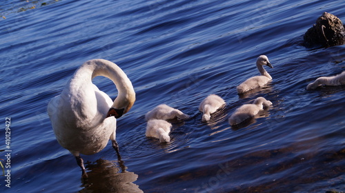 Wallpaper Mural swan family Torontodigital.ca
