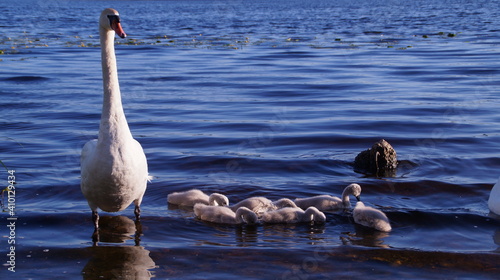 Wallpaper Mural swan family Torontodigital.ca
