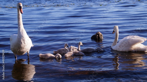 Wallpaper Mural swan family Torontodigital.ca