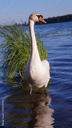 Wallpaper Mural swan on the water Torontodigital.ca