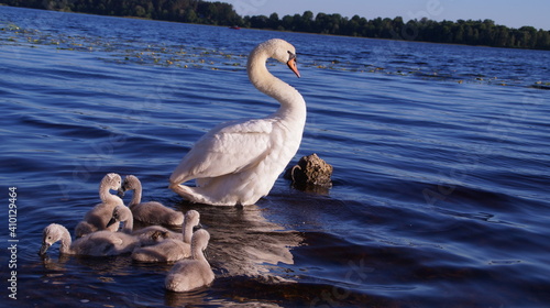 Wallpaper Mural swan family on the lake Torontodigital.ca