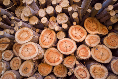 Pile of cut wood  pine  eucalyptus
