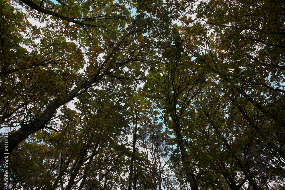 Fototapeta premium cime des arbres