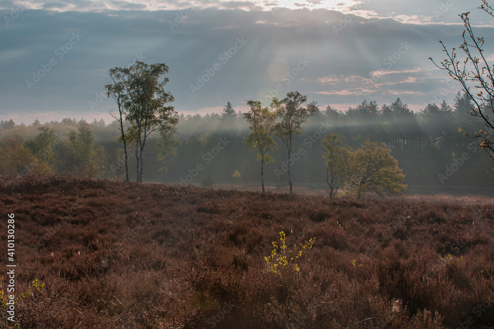 Fototapeta premium fog in the forest