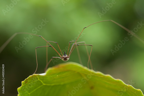 Spider in tropical forest