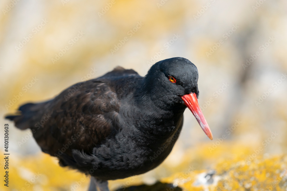 The Black Oystercatcher (Haematopus ater) The Black Oystercatcher (Haematopus ater)