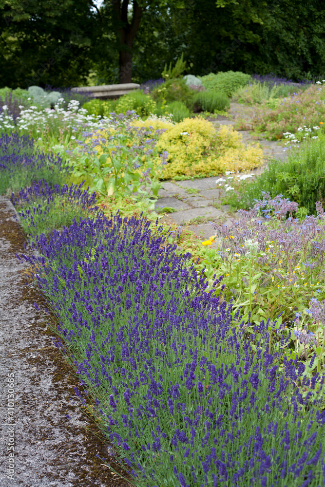 Medicinal Herb Garden In Old English Style With Old Varieties And Mixed old-english-vocabulary-words-vocabulary-point-vocabulary-words