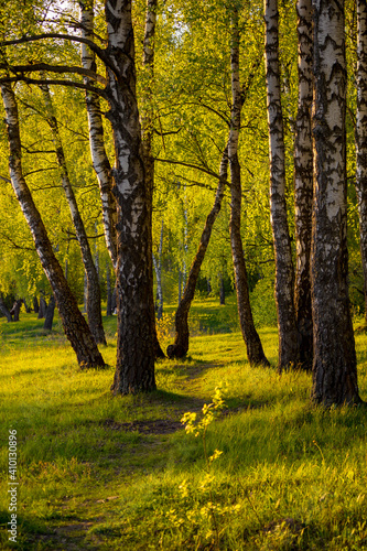 Evening view of a picturesque birch grove