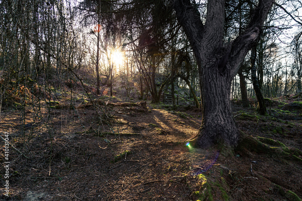 morning in the woods