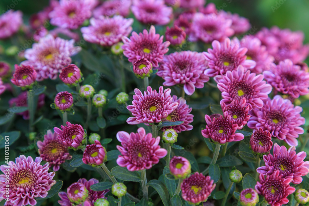Winter background of chrysanthemum Winter background of chrysanthemum