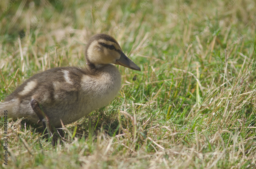 Mallard Anas platyrhynchos. Duckling. Te Anau Bird Sanctuary. Te Anau. Southland. South Island. New Zealand.