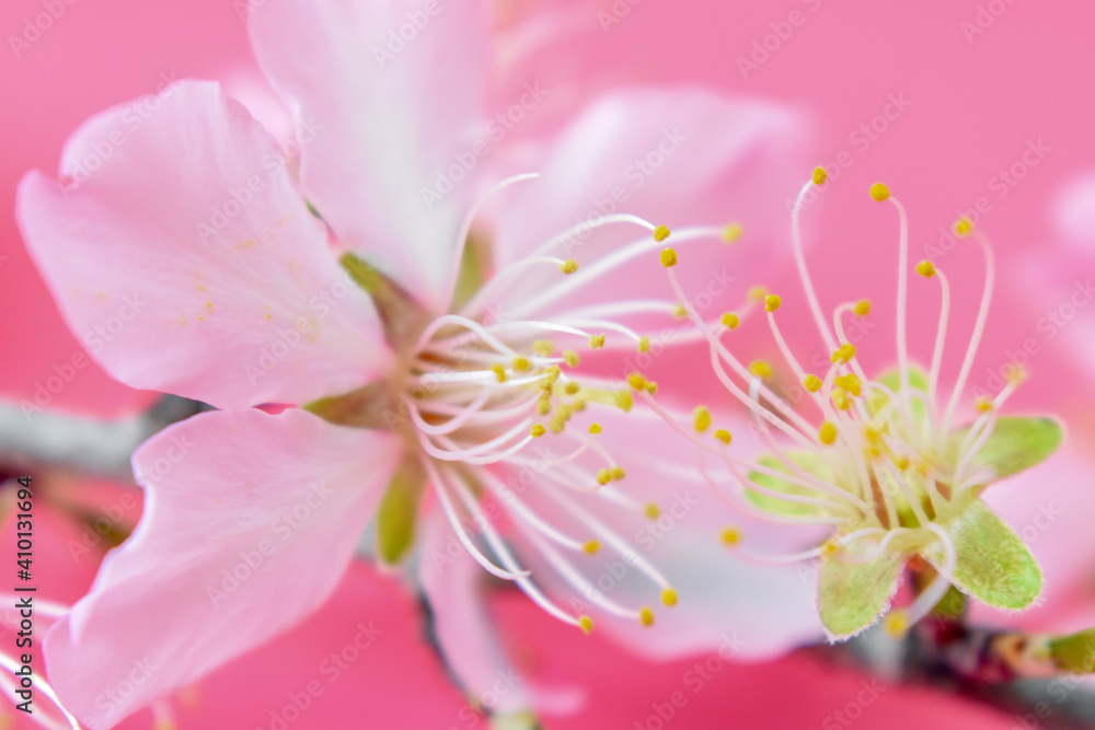 Almond Flowers
Almond Flowers