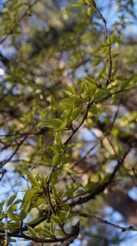 Wallpaper Mural branches of a tree Torontodigital.ca