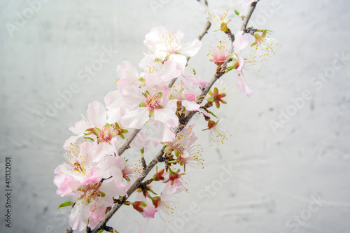 Almond Flowers