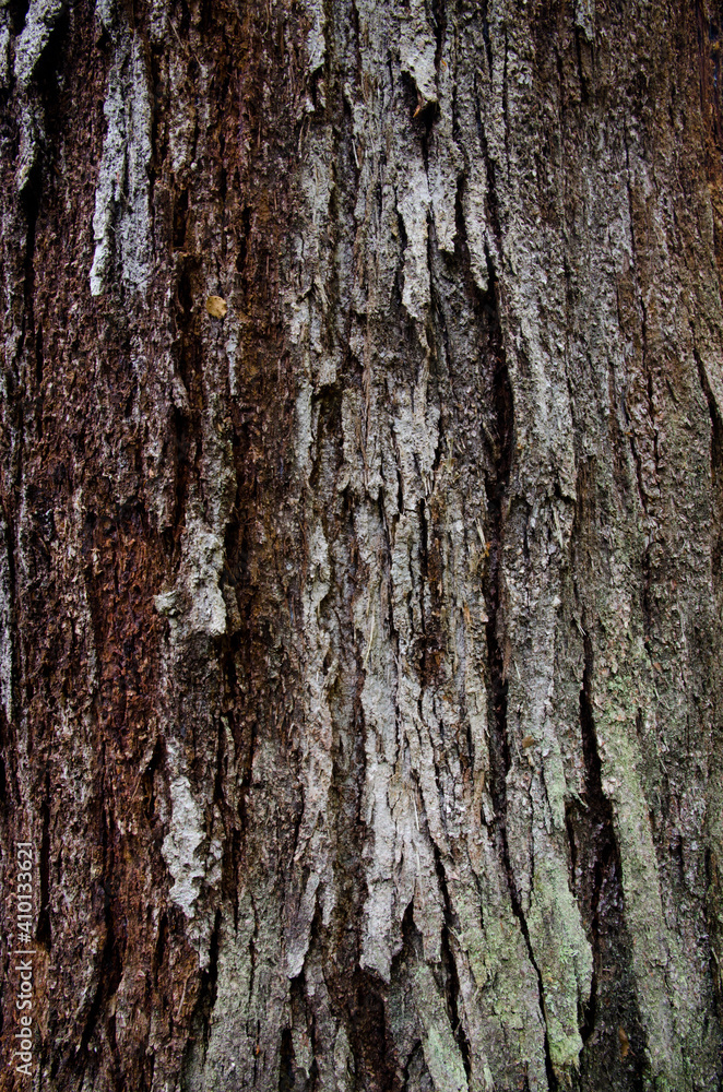 Tree trunk in Fiordland National Park. Southland. South Island. New Zealand. Tree trunk in Fiordland National Park. Southland. South Island. New Zealand.
