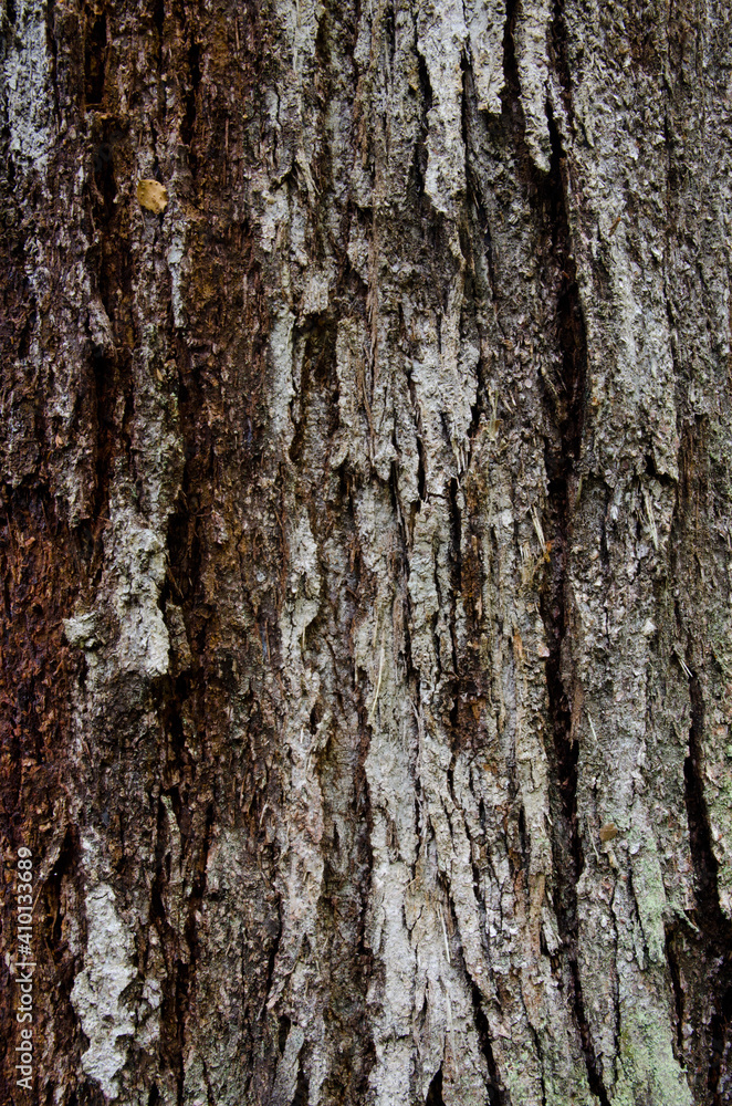 Tree trunk in Fiordland National Park. Southland. South Island. New Zealand. Tree trunk in Fiordland National Park. Southland. South Island. New Zealand.