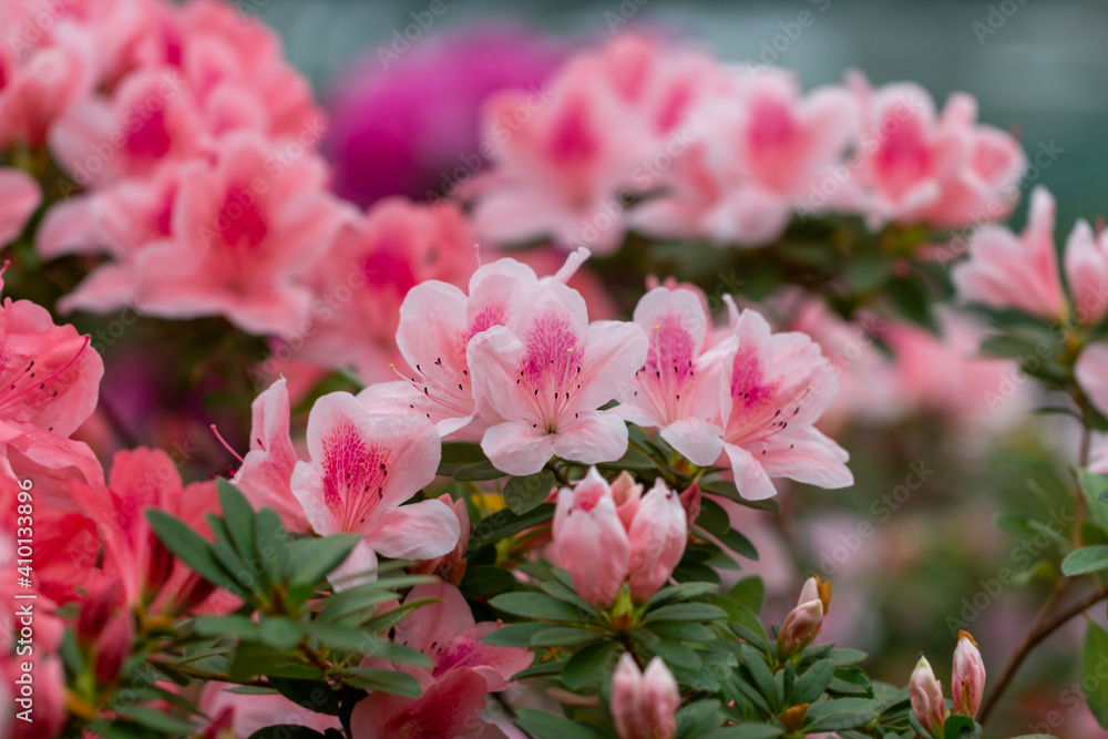 Beautiful pink azalea. Beautiful pink azalea.