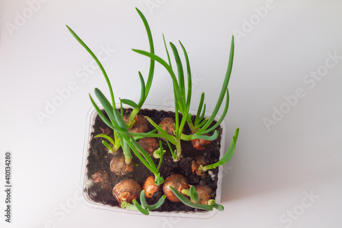 Onion plant with green feathers in a container with soil on a white background, top view.