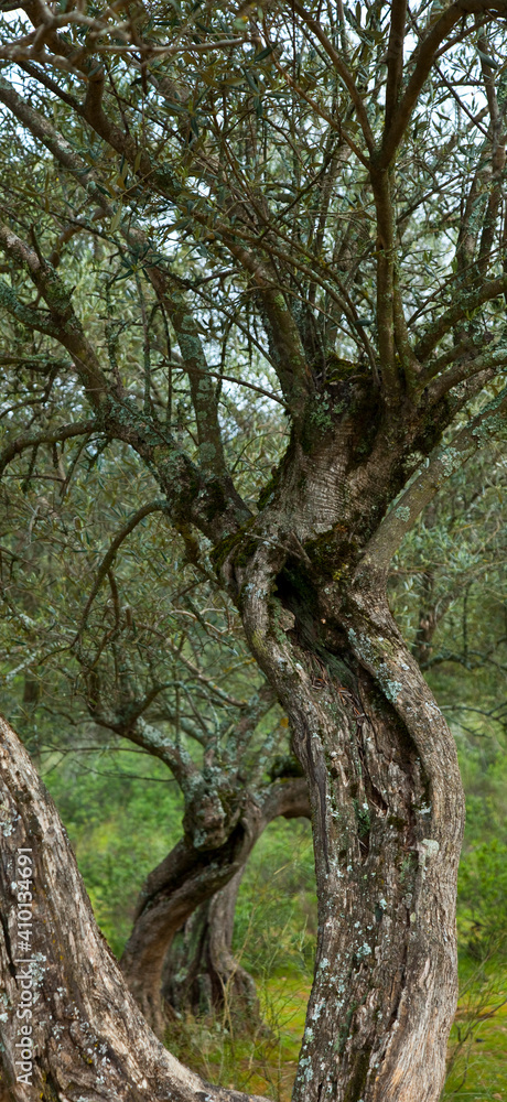 Olivar, Parque Natural Sierra de Andújar, Jaen, Andalucía, España Olivar, Parque Natural Sierra de Andújar, Jaen, Andalucía, España