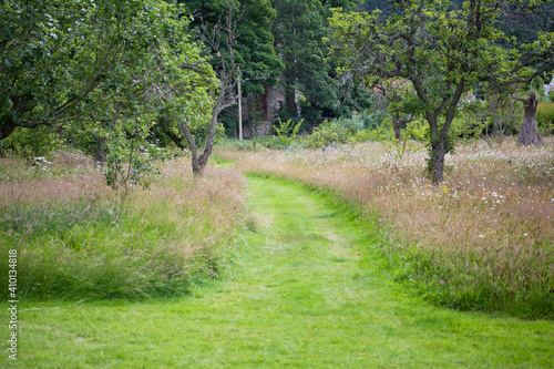 Wild natural garden -  wildflower meadow and fruit orchard.