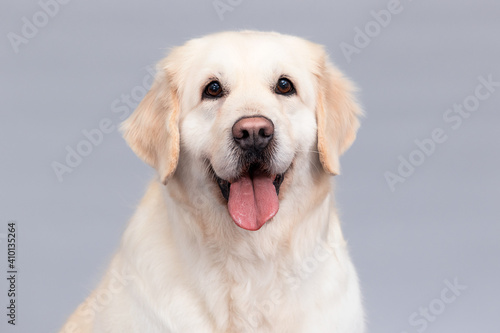 portrait of golden retriever dog with tongue © Happy monkey