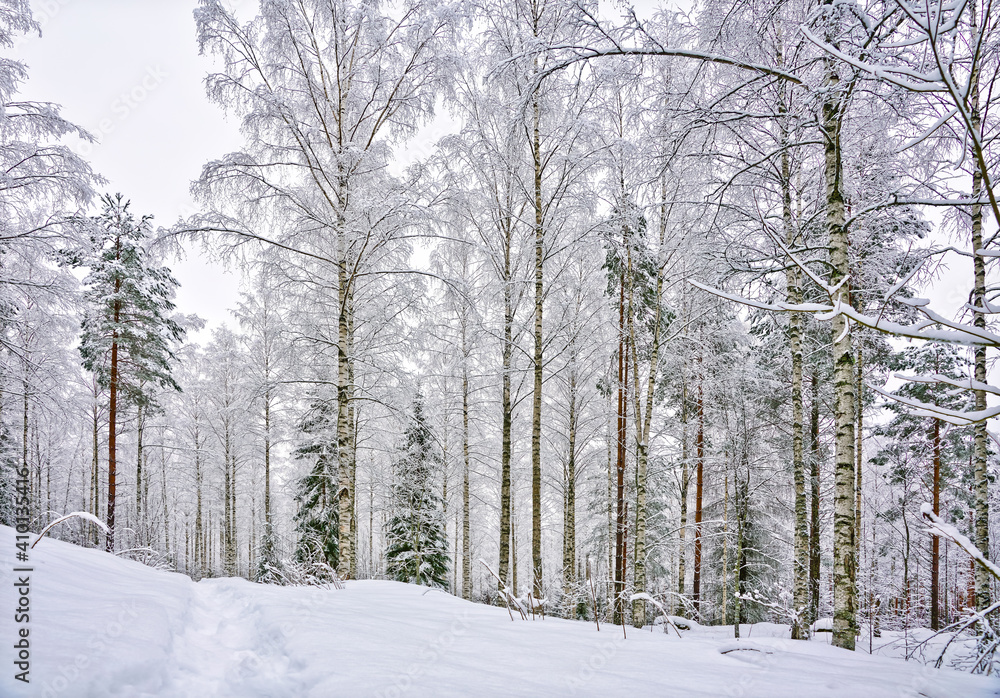 Snowy and silent birches in winter wonderland