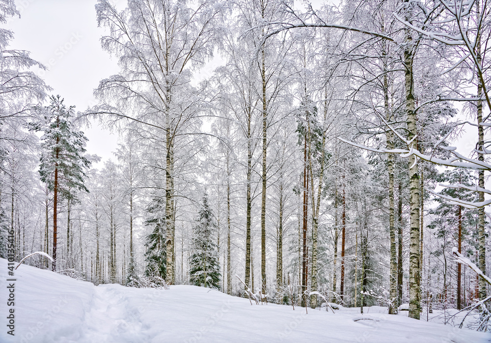Snowy and silent birches in winter wonderland Snowy and silent birches in winter wonderland