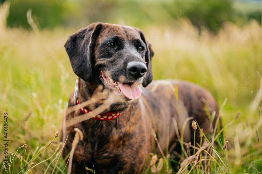 Dog in the grass Dog in the grass