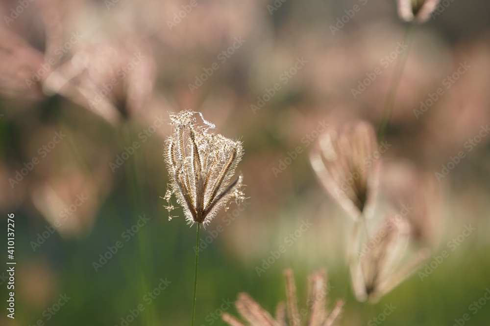 Close up of grass flowers on lawn in the evening and sunshine pattern for concept design. Grass flowers in the evening on field or lawn texture and background, vintage. Close up of grass flowers on lawn in the evening and sunshine pattern for concept design. Grass flowers in the evening on field or lawn texture and background, vintage.