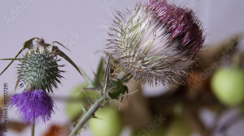 Wallpaper Mural dry flowers Torontodigital.ca