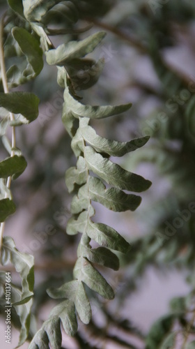 Wallpaper Mural fern leaves Torontodigital.ca