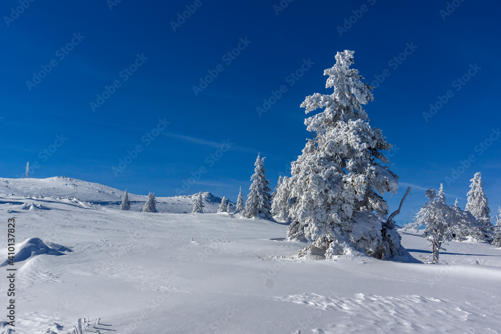 Winter view of Platoto region at Vitosha Mountain, Bulgaria