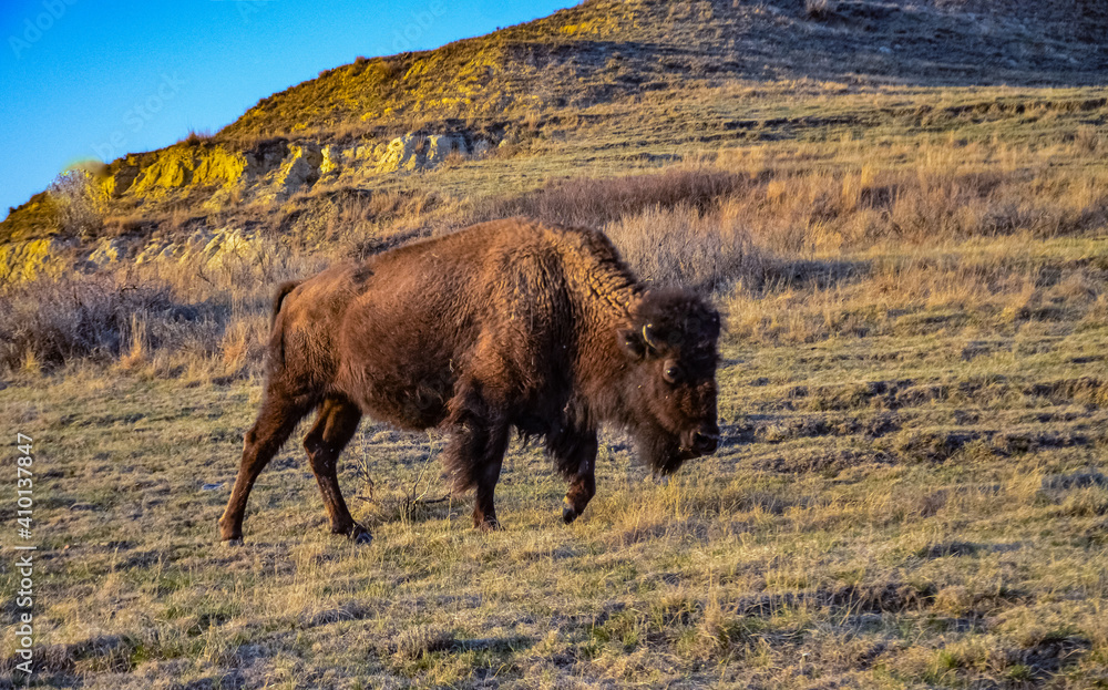 The American bison or buffalo (Bison bison). The Theodore Roosevelt National Park, North Dakota The American bison or buffalo (Bison bison). The Theodore Roosevelt National Park, North Dakota