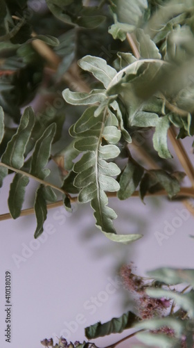 Wallpaper Mural dry fern leaves Torontodigital.ca