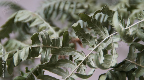 Wallpaper Mural dry fern leaves Torontodigital.ca
