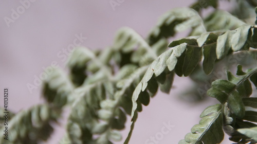 Wallpaper Mural dry fern leaves Torontodigital.ca