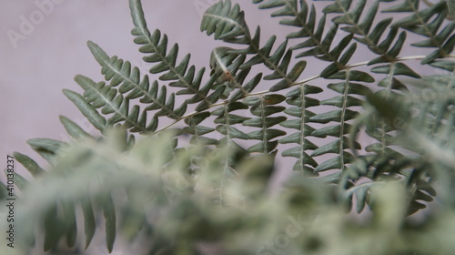 Wallpaper Mural dry ferm leaves Torontodigital.ca